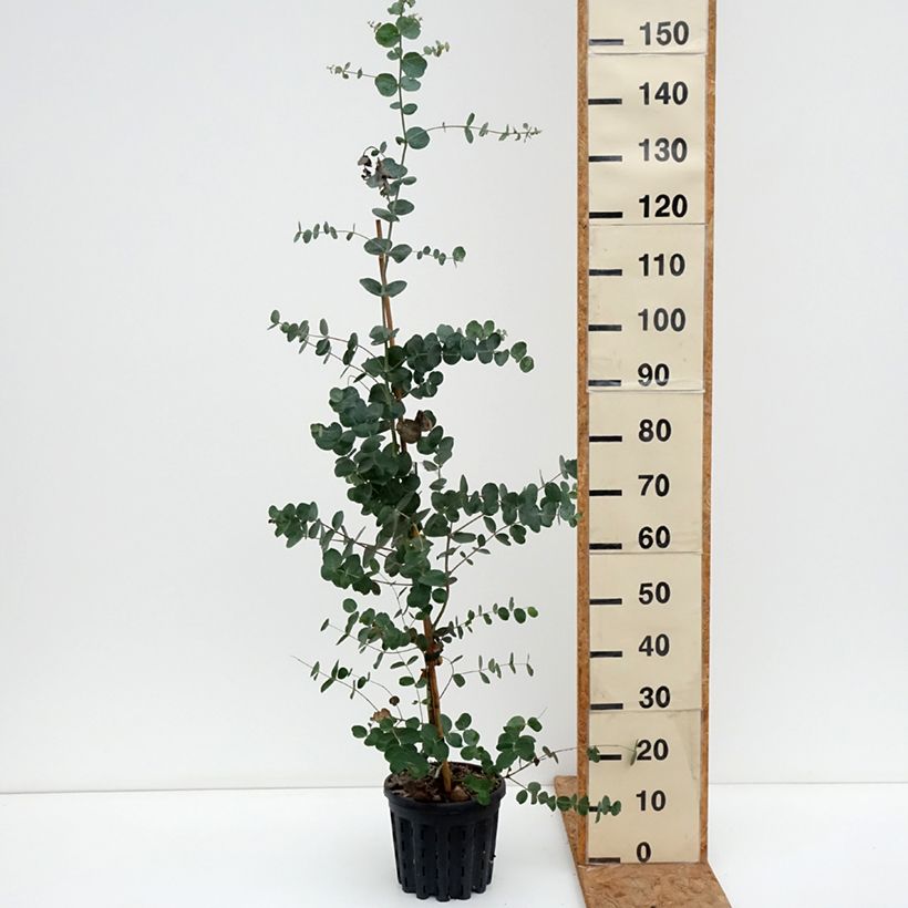 Exemplar von Eucalyptus goniocalyx Dwarf form Topf mit 4L/5L wie im Herbst geliefert