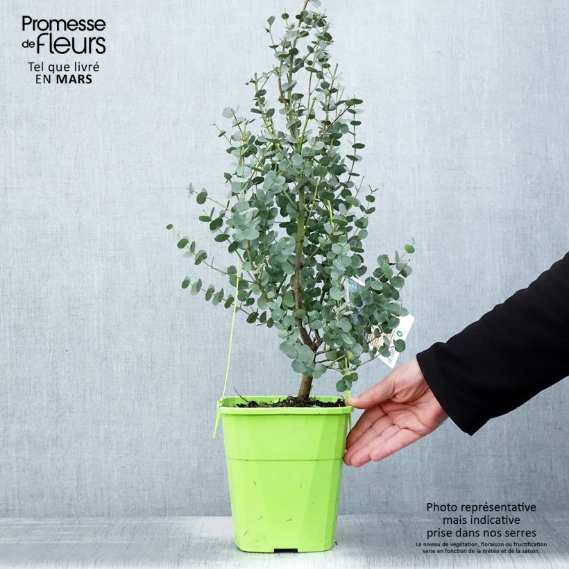Example of Eucalyptus gunnii Azura Cagire - Mostgummi-Eukalyptus Topf mit 3L/4L as you get in printemps