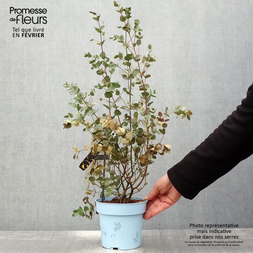 Example of Eucalyptus gunnii Blaue Liebe - Mostgummi-Eukalyptus Topf mit 2L/3L as you get in hiver