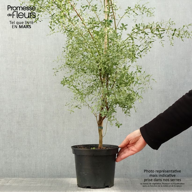 Example of Eucalyptus gunnii France Bleu Rengun - Mostgummi-Eukalyptus Topf mit 3L/4L as you get in printemps