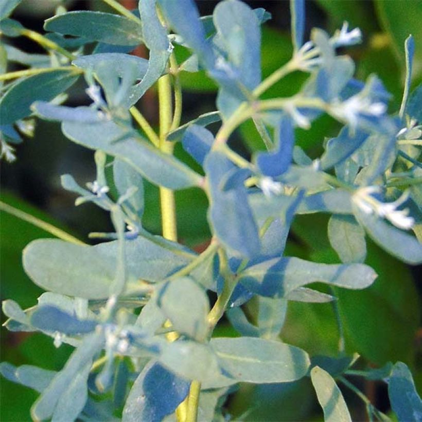Eucalyptus gunnii France Bleu Rengun - Mostgummi-Eukalyptus (Foliage)
