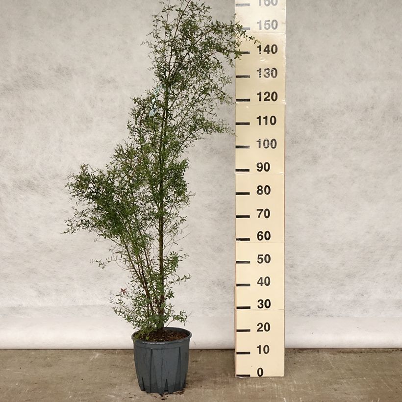 Example of Eucalyptus gunnii France Bleu Rengun - Mostgummi-Eukalyptus Topf mit 7,5L/10L as you get in printemps