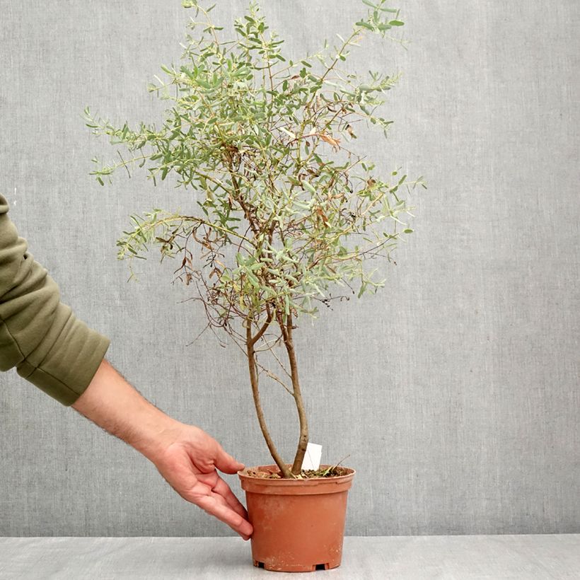 Example of Eucalyptus gunnii France Bleu Rengun - Mostgummi-Eukalyptus Topf mit 1,5L/2L as you get in automne