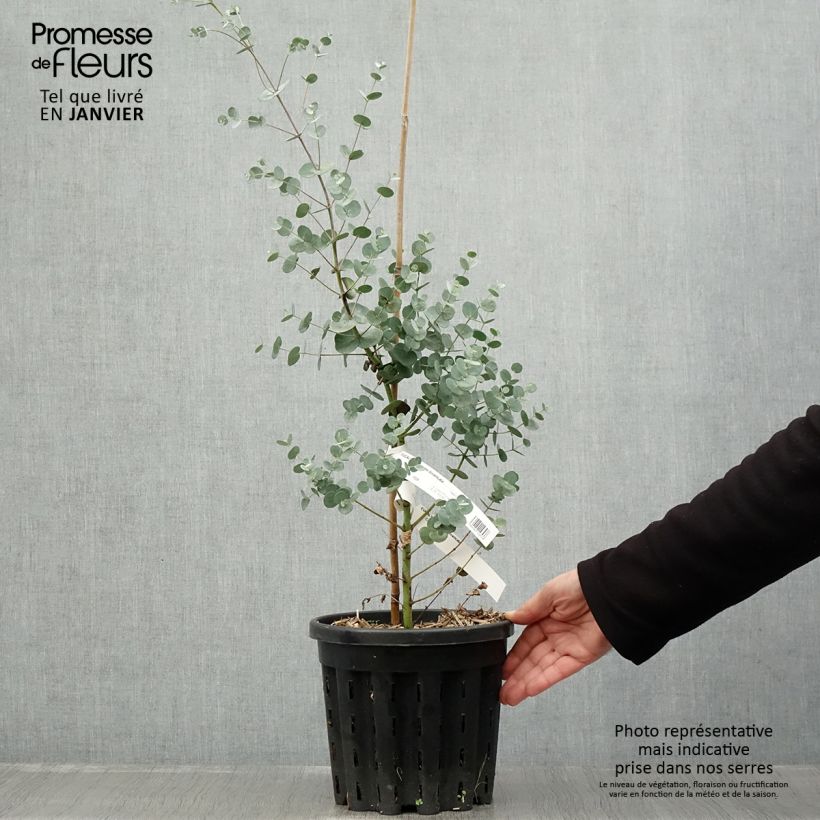 Exemplar von Eucalyptus gunnii subsp. divaricata - Gommier cidre de Miena Pot de 4L/5L, Pot anti-chignon wie im Winter geliefert