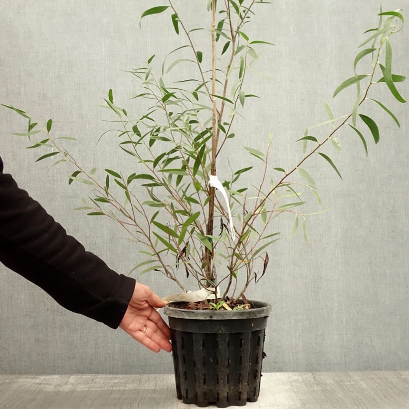Exemplar von Eucalyptus kybeanensis - Mallée de Kybean Pot de 4L/5L, Pot anti-chignon wie im Herbst geliefert