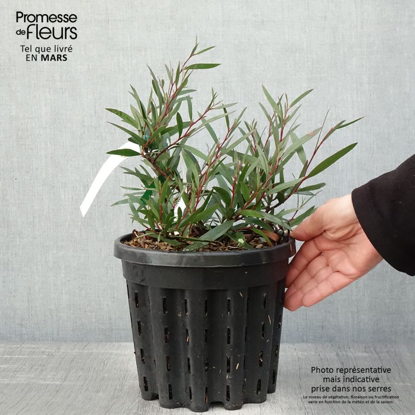 Example of Eucalyptus kybeanensis Topf mit 4L/5L as you get in printemps