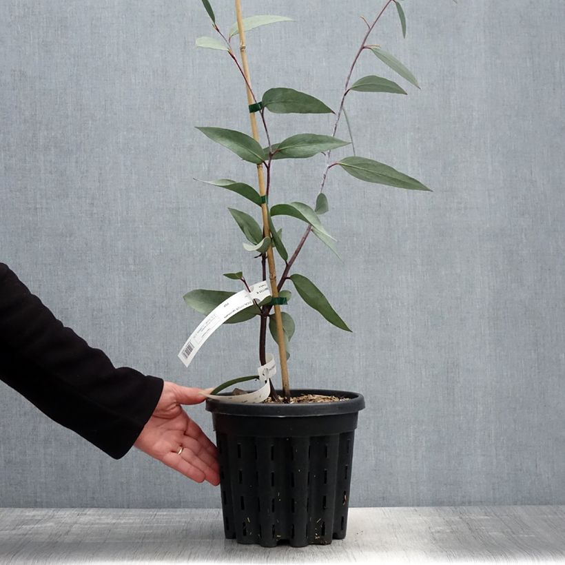 Example of Eucalyptus lacrimans Topf mit 4L/5L as you get in printemps