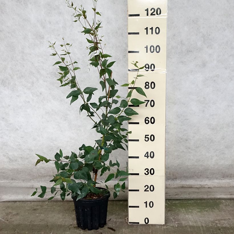 Exemplar von Eucalyptus leucoxylon Rosea Pot de 4L/5L, Pot anti-chignon wie im Herbst geliefert
