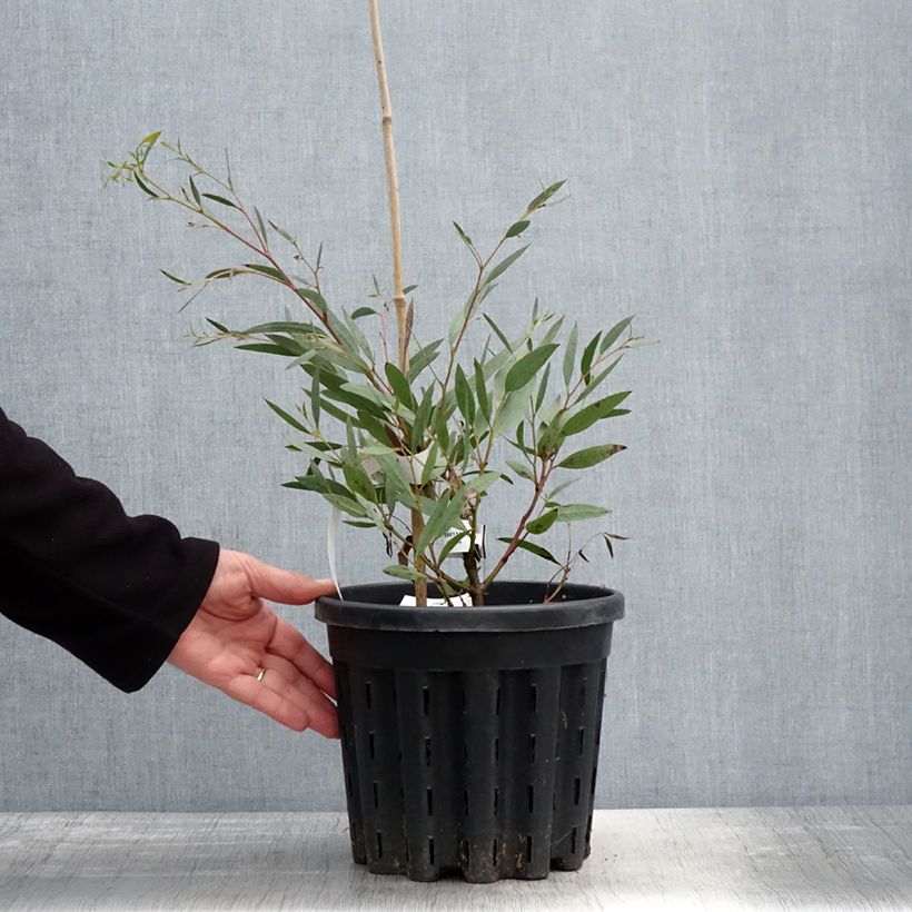 Example of Eucalyptus mitchelliana - Eukalyptus Topf mit 4L/5L as you get in printemps