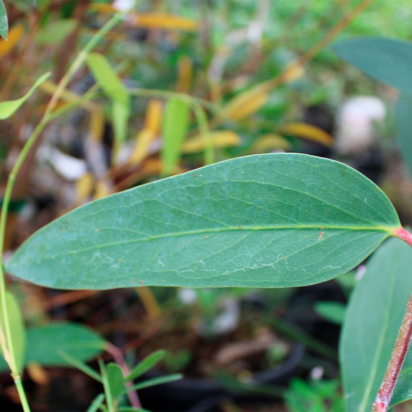 Eucalyptus mitchelliana - Eukalyptus (Foliage)