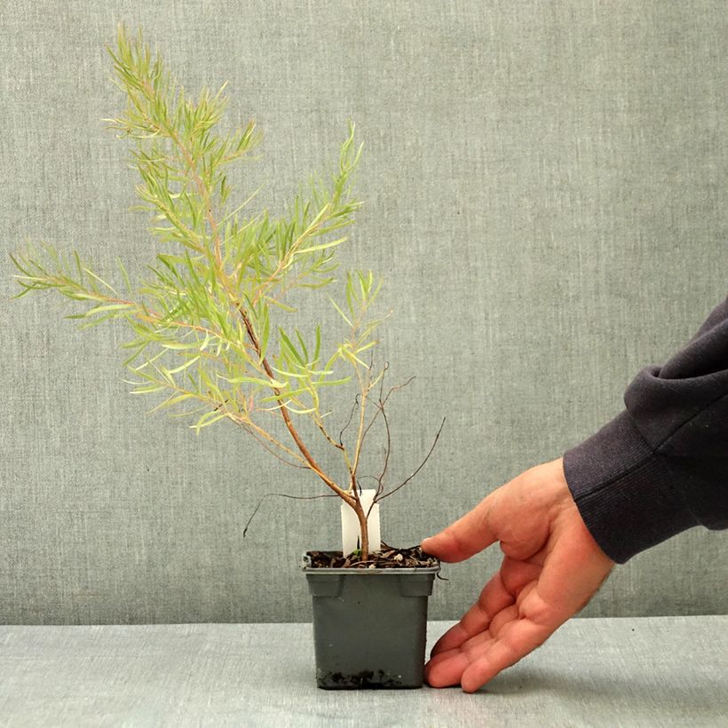 Exemplar von Eucalyptus nicholii Kleine Töpfe von 8/9 cm wie im Sommer geliefert