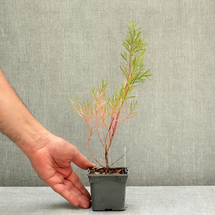 Exemplar von Eucalyptus nicholii Kleine Töpfe von 8/9 cm wie im Frühjahr geliefert