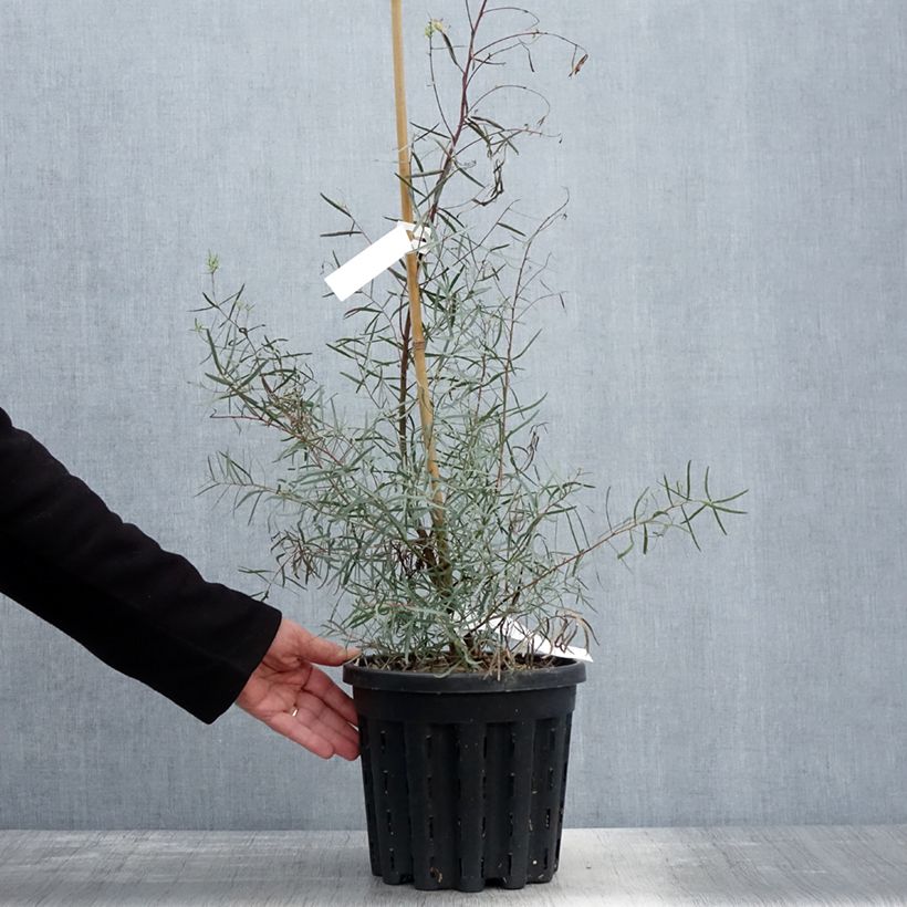 Example of Eucalyptus nicholii Topf mit 4L/5L as you get in printemps