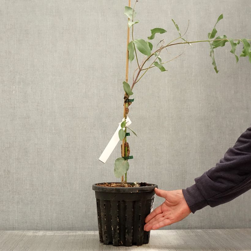 Exemplar von Eucalyptus nitens - Gommier brillant Pot de 4L/5L, Pot anti-chignon wie im Herbst geliefert
