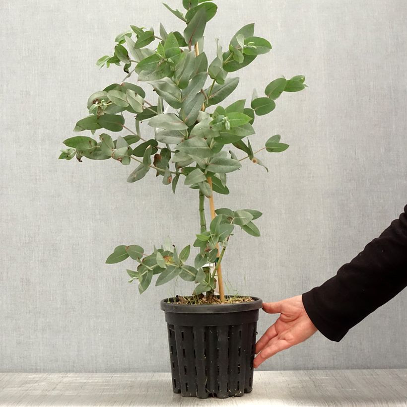 Example of Eucalyptus nitens Topf mit 4L/5L as you get in printemps
