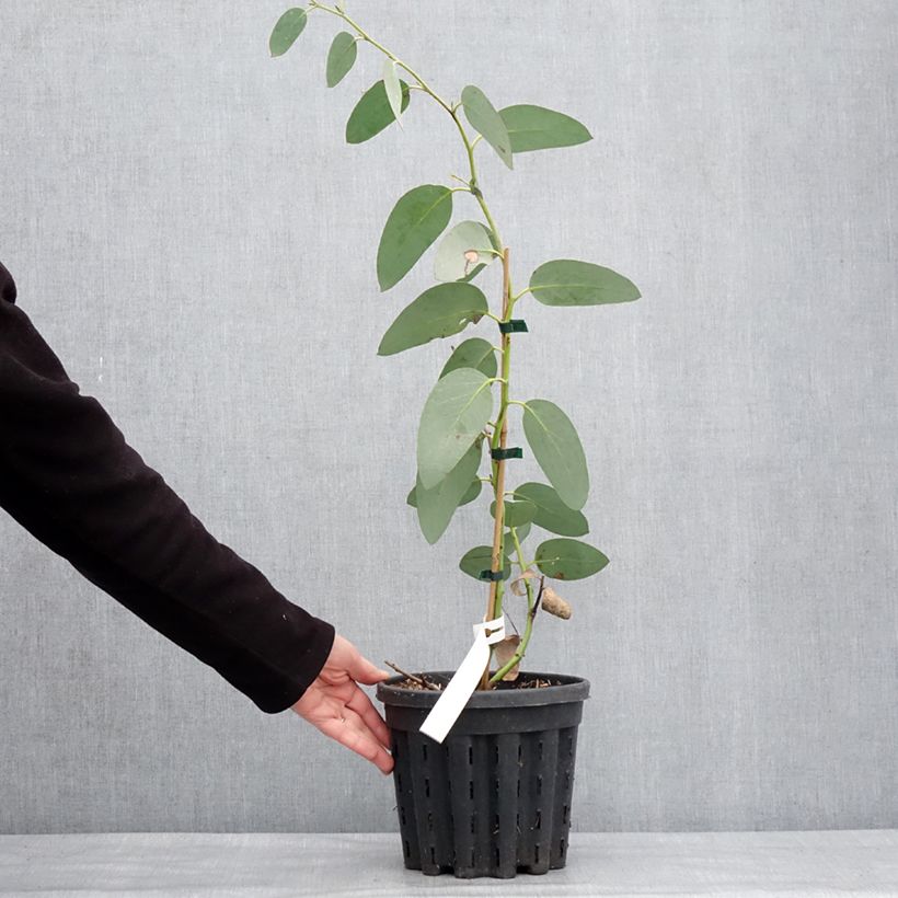 Exemplar von Eucalyptus pauciflora subsp. hedraia Falls Creek - Gommier des neiges Pot de 4L/5L, Pot anti-chignon wie im Winter geliefert