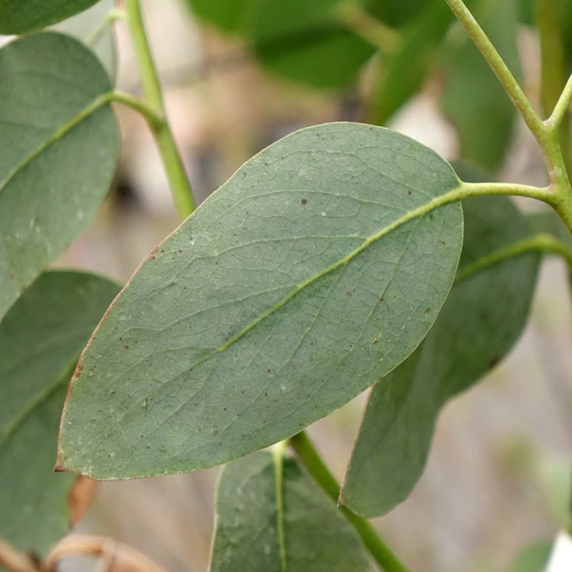 Eucalyptus pauciflora subsp. hedraia Falls Creek - Schnee-Eucalyptus (Foliage)