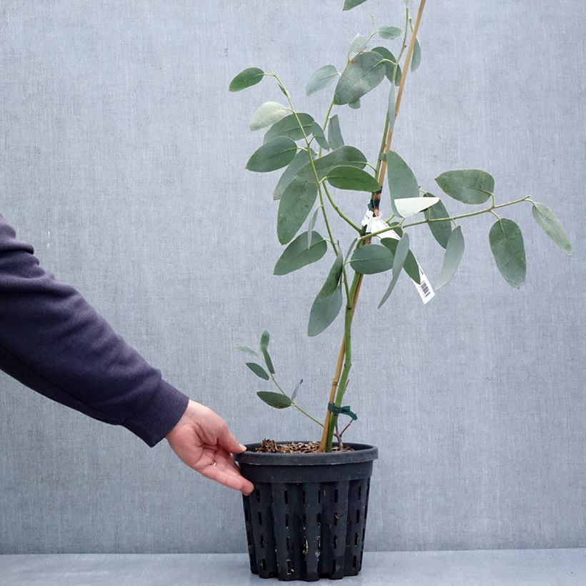 Example of Eucalyptus pauciflora subsp. hedraia Falls Creek - Schnee-Eucalyptus Topf mit 4L/5L as you get in printemps