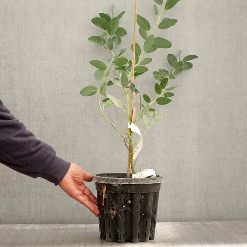 Exemplar von Eucalyptus pauciflora subsp. niphophila Mt Bogong - Schnee-Eucalyptus Topf mit 4L/5L wie im Herbst geliefert