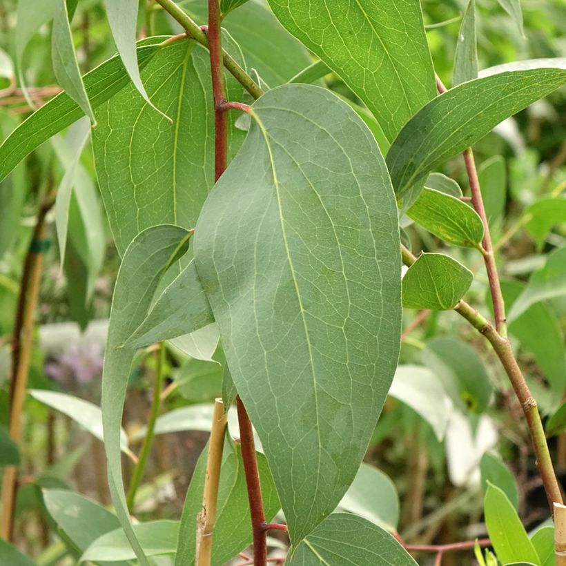 Eucalyptus pauciflora subsp. pauciflora Adaminaby - Schnee-Eucalyptus (Foliage)