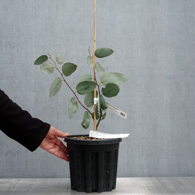 Example of Eucalyptus pauciflora subsp. pauciflora Buffalo - Schnee-Eucalyptus Topf mit 4L/5L as you get in printemps