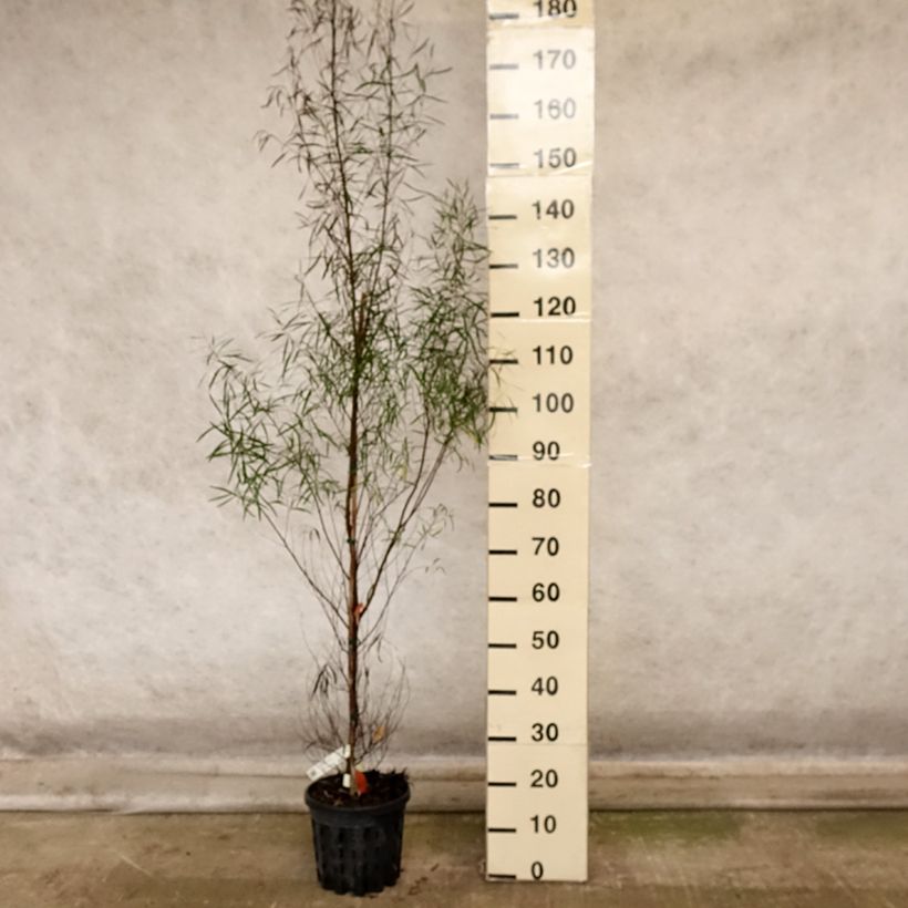 Exemplar von Eucalyptus pulchella Topf mit 4L/5L wie im Herbst geliefert