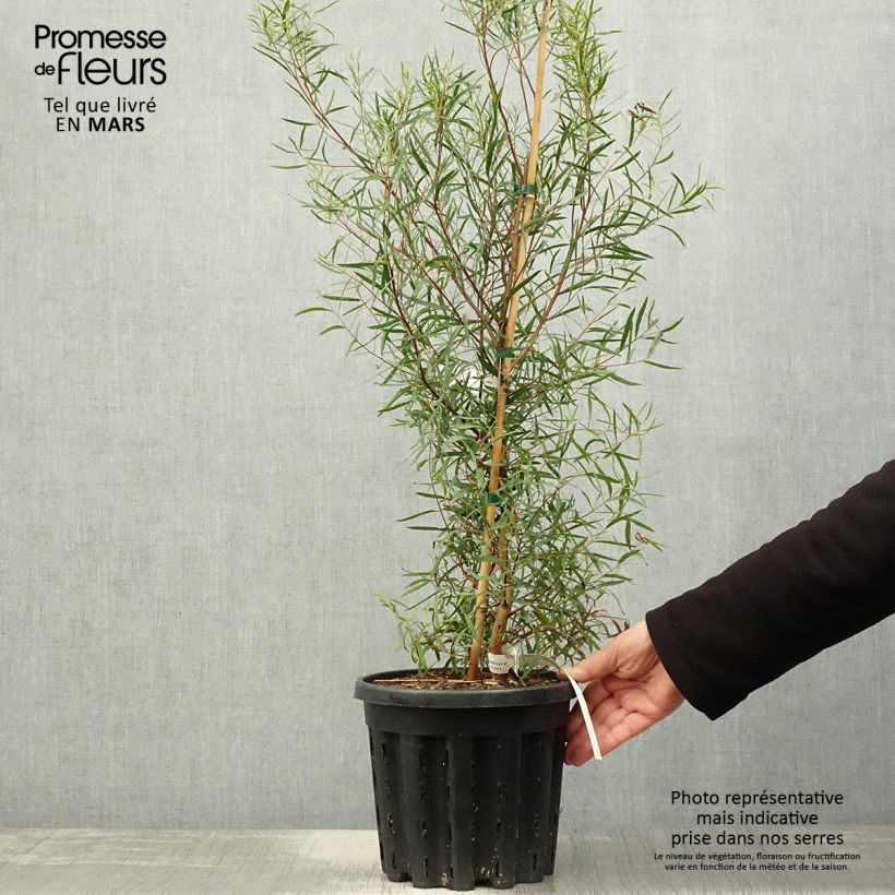 Example of Eucalyptus pulchella Topf mit 4L/5L as you get in printemps