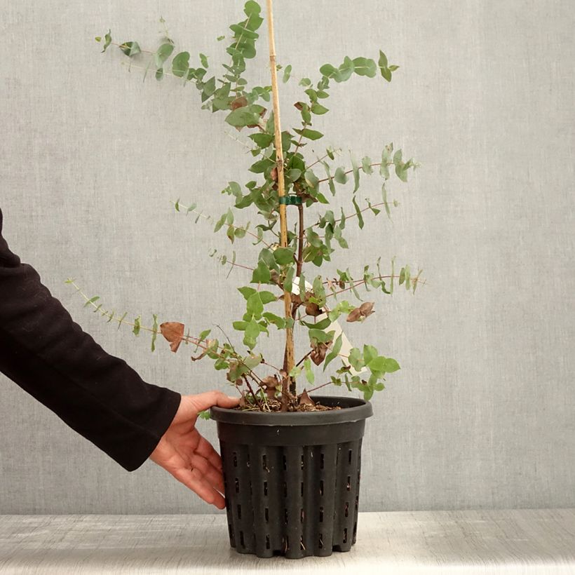 Example of Eucalyptus risdonii Topf mit 4L/5L as you get in printemps