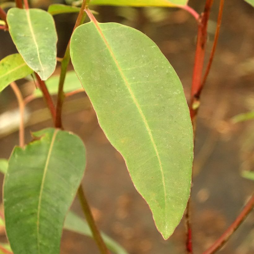 Eucalyptus robusta (Foliage)