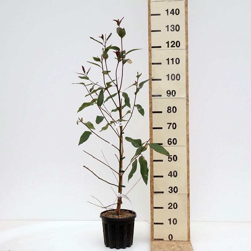 Example of Eucalyptus robusta Topf mit 4L/5L as you get in printemps