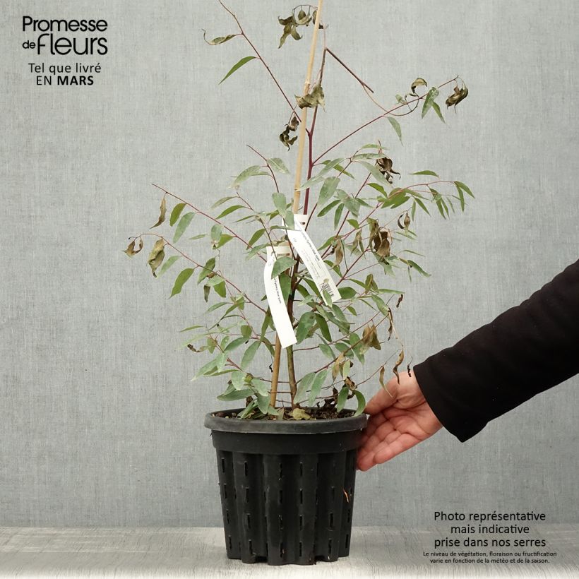 Example of Eucalyptus saligna Topf mit 4L/5L as you get in printemps