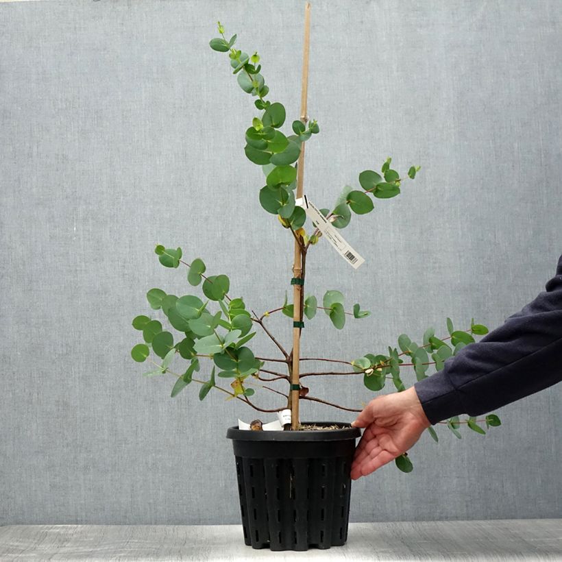 Exemplar von Eucalyptus stellulata Topf mit 3L/4L wie im Sommer geliefert