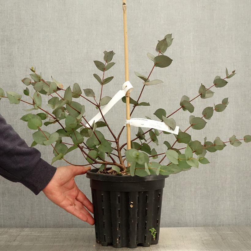 Example of Eucalyptus stellulata Topf mit 3L/4L as you get in printemps