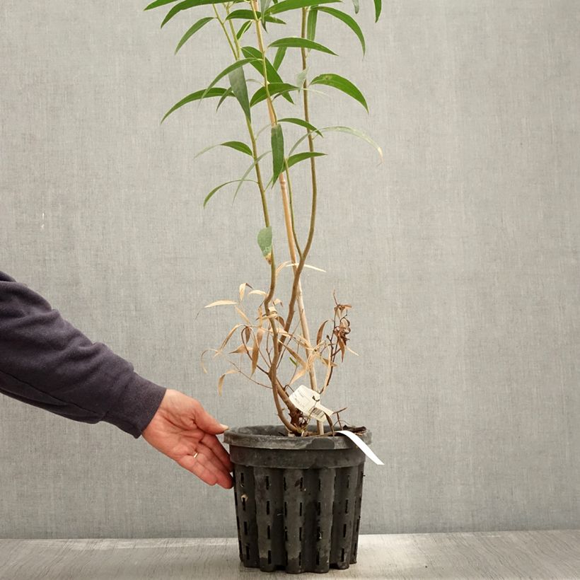Exemplar von Eucalyptus stricta Topf mit 4L/5L wie im Herbst geliefert