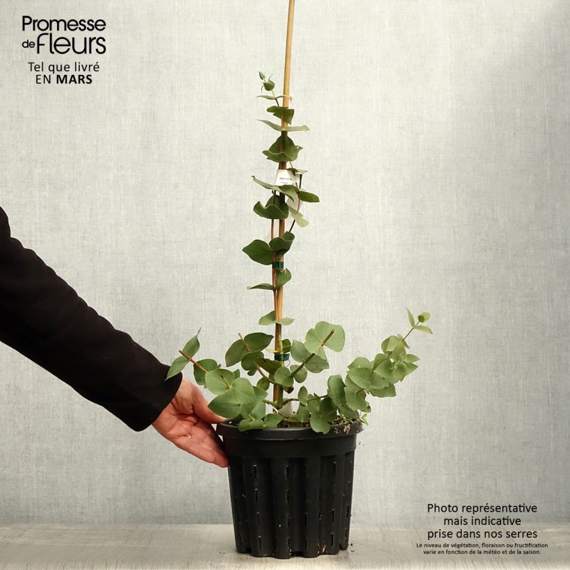 Example of Eucalyptus sturgissiana Topf mit 4L/5L as you get in printemps
