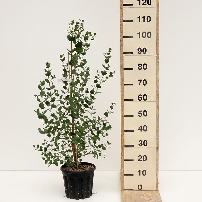 Exemplar von Eucalyptus subcrenulata - Gommier jaune alpin de Tasmanie Pot de 4L/5L, Pot anti-chignon wie im Winter geliefert