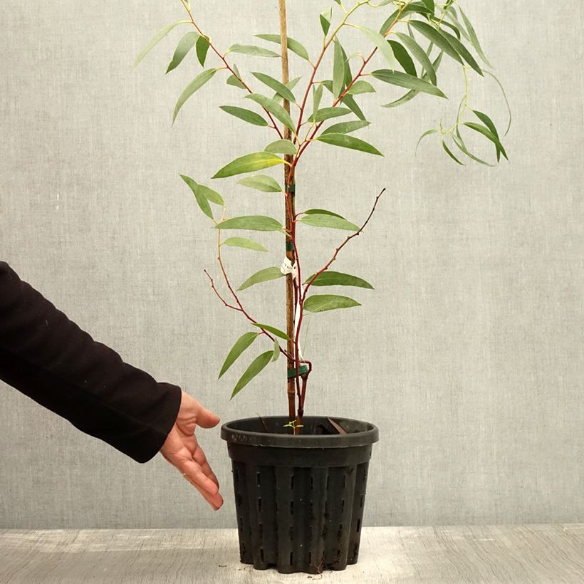 Exemplar von Eucalyptus tetraptera Topf mit 4L/5L wie im Herbst geliefert