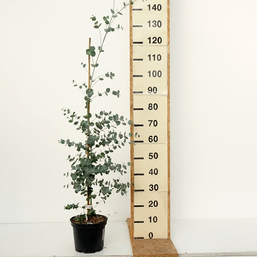 Exemplar von Eucalyptus urnigera f.glaucus Topf mit 4L/5L wie im Herbst geliefert