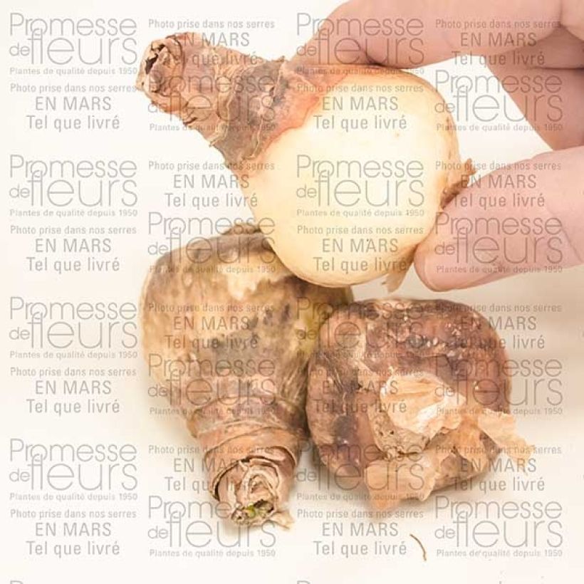 Beispiel eines Exemplars von Eucharis amazonica - Herzenskelch Zwiebel Kaliber/Größe I wie geliefert