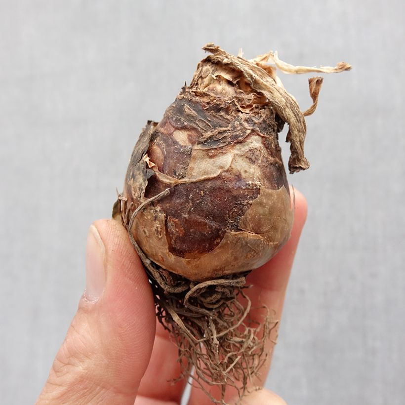 Exemplar von Eucomis autumnalis - Schopflilie Zwiebel Kaliber/Größe 14+ wie im Frühjahr geliefert