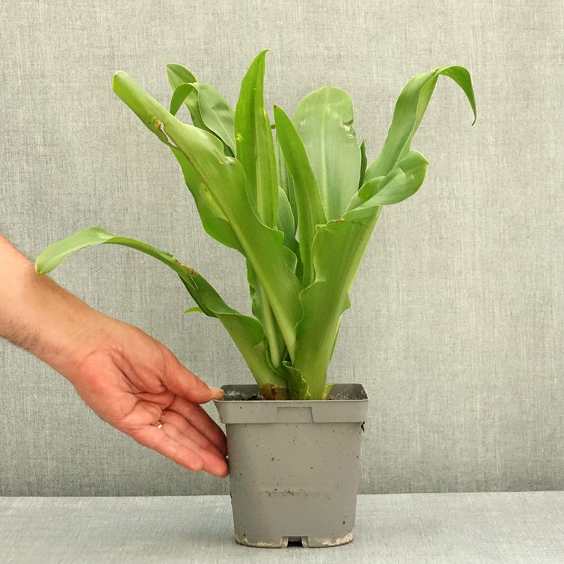 Exemplar von Eucomis autumnalis - Schopflilie Topf mit 2L/3L Kaliber/Größe 14/16 wie im Frühjahr geliefert