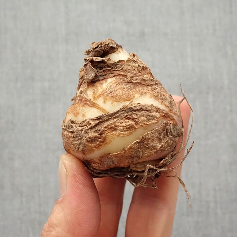 Example of Eucomis comosa Leia - Schopflilie Zwiebel Kaliber/Größe 18+ as you get in printemps