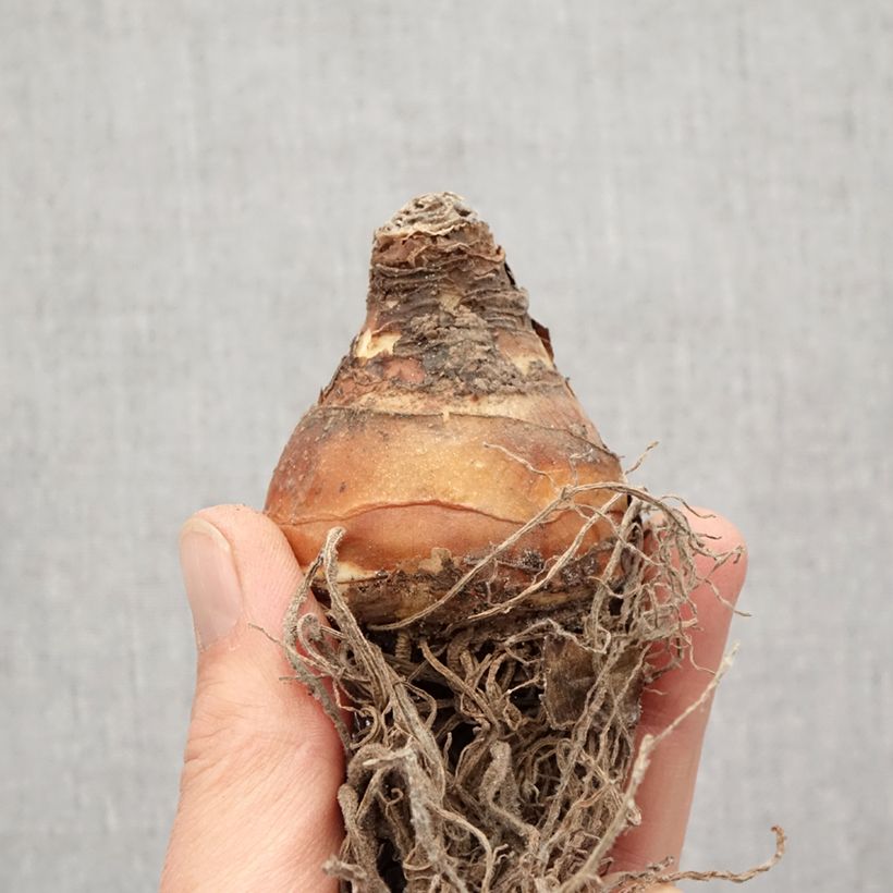 Example of Eucomis comosa Sparkling Burgundy - Schopflilie Zwiebel size 18 as you get in printemps