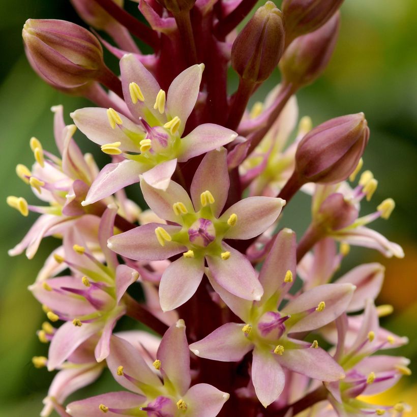 Eucomis comosa Sparkling Rosy - Schopflilie (Flowering)