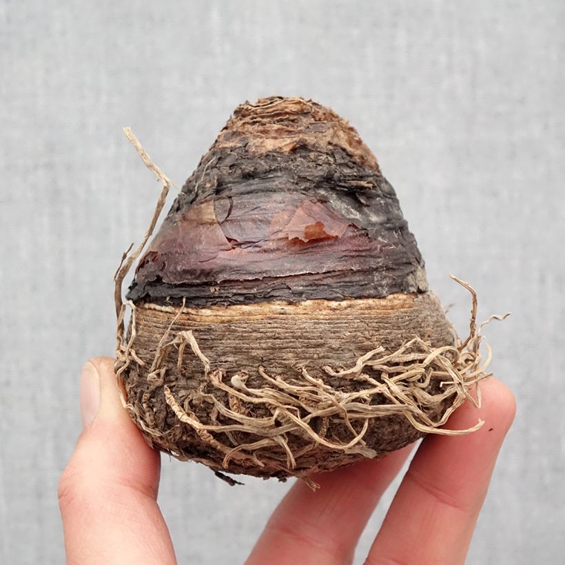 Exemplar von Eucomis pallidiflora subsp. pole-evansii Ssp. Pole-evansii - Schopflilie Zwiebel Kaliber/Größe 24+ wie im Frühjahr geliefert