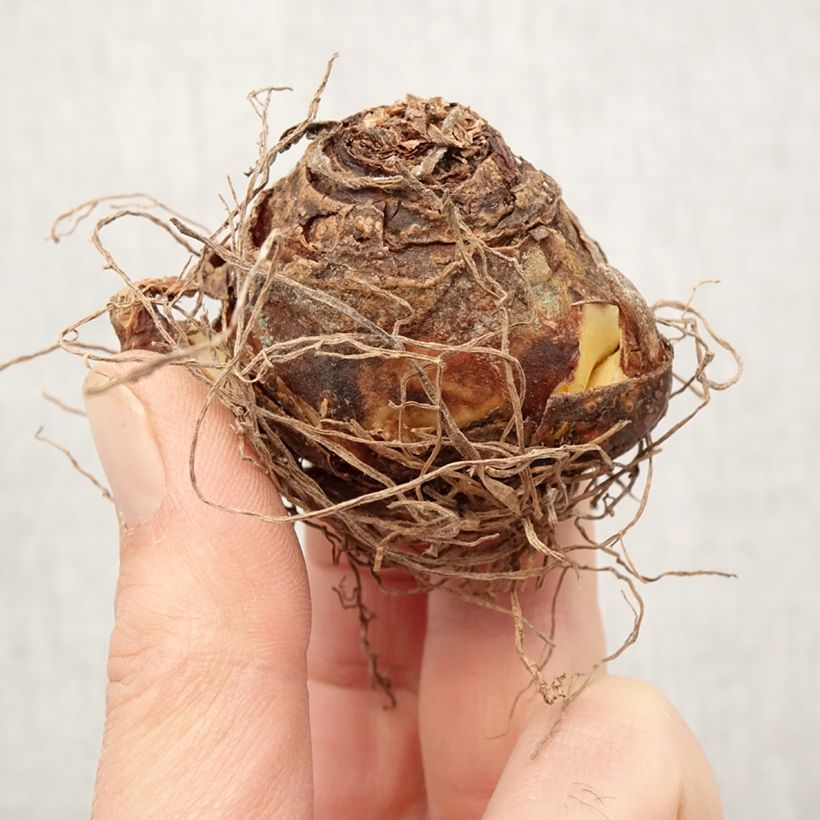 Example of Eucomis vandermerwei - Schopflilie Zwiebel Kaliber/Größe 12+ as you get in printemps