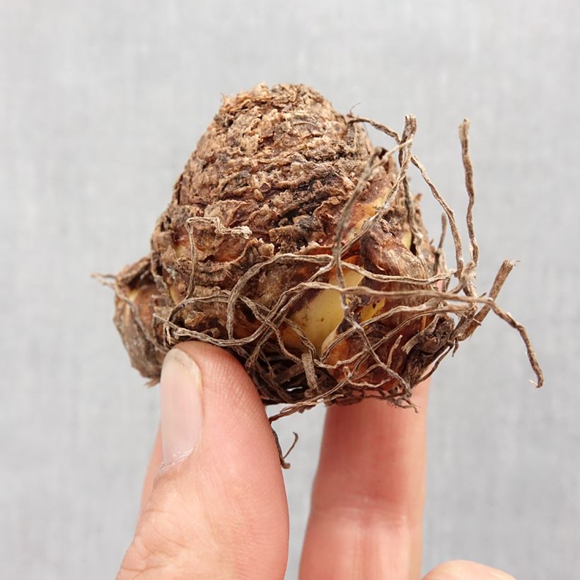 Exemplar von Eucomis vandermerwei Octopus - Schopflilie Zwiebel Kaliber/Größe 12+ wie im Frühjahr geliefert