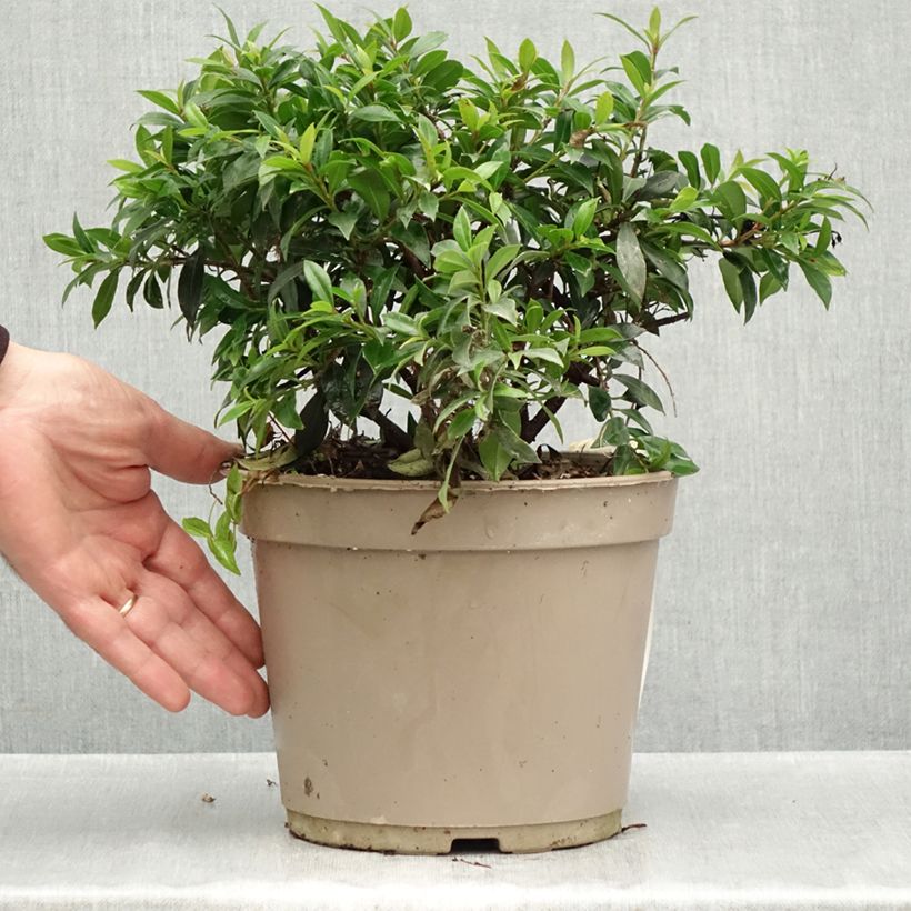 Exemplar von Eugenia myrtifolia Compacta - Eugenie Topf mit 4L/5L wie im Herbst geliefert