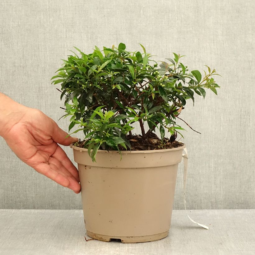 Exemplar von Eugenia myrtifolia Compacta - Eugenie Topf mit 4L/5L wie im Sommer geliefert