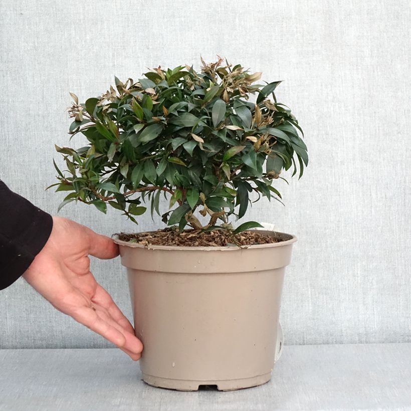Exemplar von Eugenia myrtifolia Compacta - Myrte d'Australie Pot de 4L/5L wie im Winter geliefert